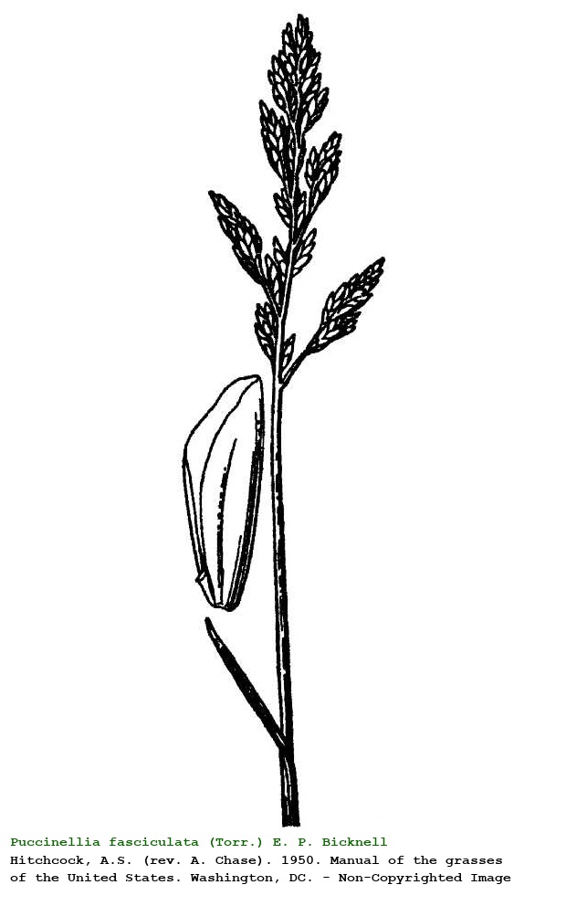 Puccinellia fasciculata (Torr.) E. P. Bicknell